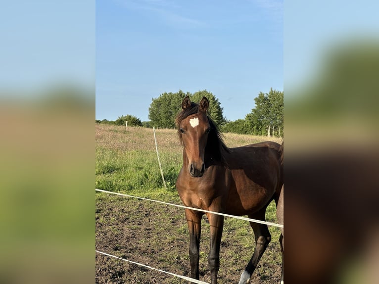 Mecklenburg Warmblood Mare 1 year Brown in Nortorf