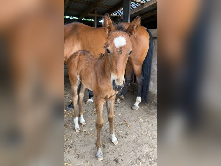 Mecklenburg Warmblood Mare 1 year Brown in Nortorf