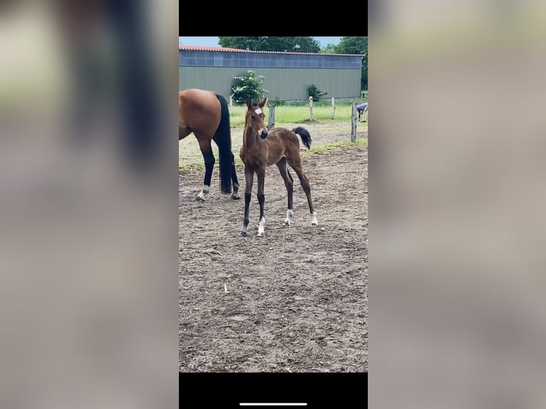 Mecklenburg Warmblood Mare 1 year Brown in Nortorf