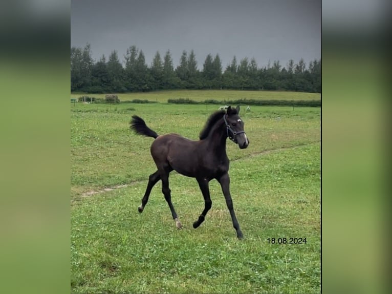 Mecklenburg Warmblood Mare 1 year Can be white in Anklam