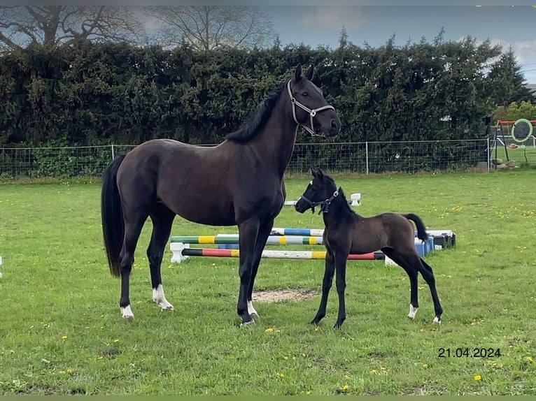 Mecklenburg Warmblood Mare 1 year Can be white in Anklam