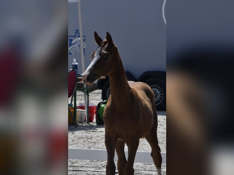 Mecklenburg Warmblood Mare 1 year Chestnut-Red in Röbel