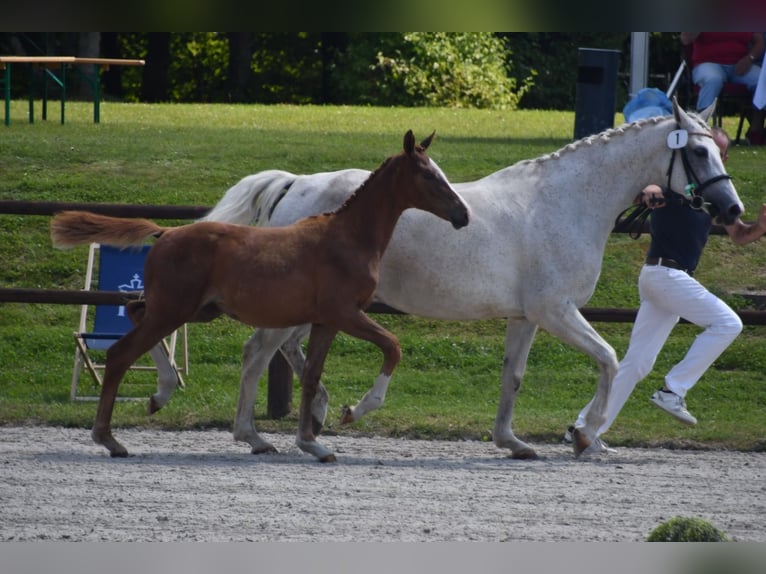 Mecklenburg Warmblood Mare 1 year Chestnut-Red in Röbel