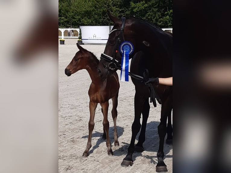 Mecklenburg Warmblood Mare 1 year Smoky-Black in Ludwigslust