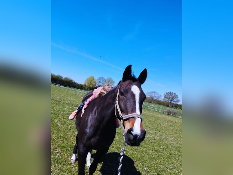 Mecklenburg Warmblood Mare 20 years 16 hh Bay-Dark in Emmerich