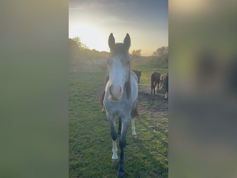 Mecklenburg Warmblood Mare 2 years 15.2 hh Can be white in Bützow