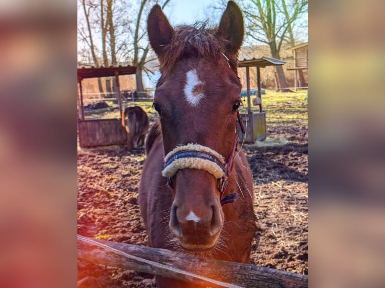 Mecklenburg Warmblood Mare 2 years 16,1 hh Chestnut-Red in Oberkrämer