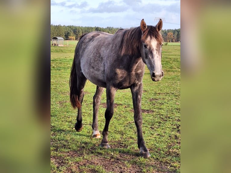 Mecklenburg Warmblood Mare 2 years 16 hh Can be white in Bresegard