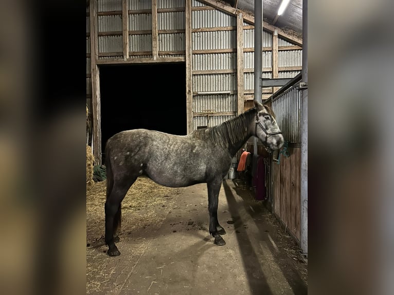 Mecklenburg Warmblood Mare 2 years 16 hh Can be white in Bresegard