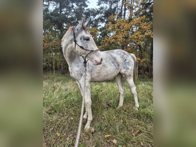 Mecklenburg Warmblood Mare 2 years 16 hh White in Neustadt-Glewe