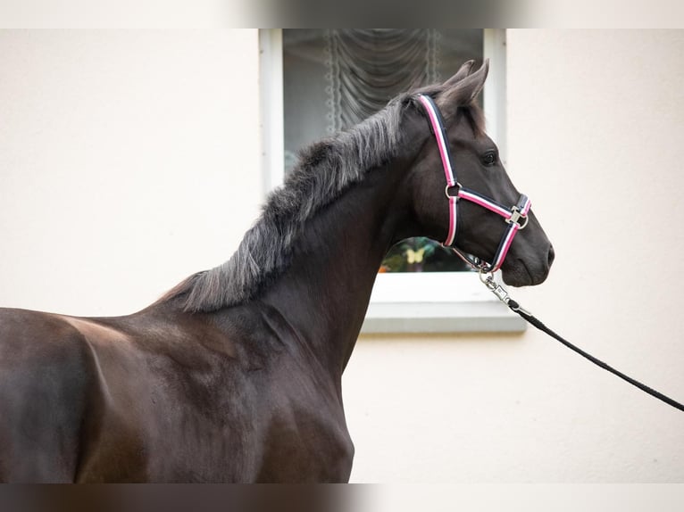 Mecklenburg Warmblood Mare 2 years 16,1 hh Smoky-Black in Mirow