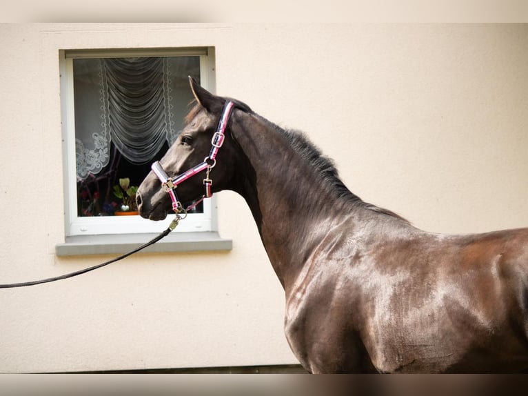 Mecklenburg Warmblood Mare 2 years 16,1 hh Smoky-Black in Mirow