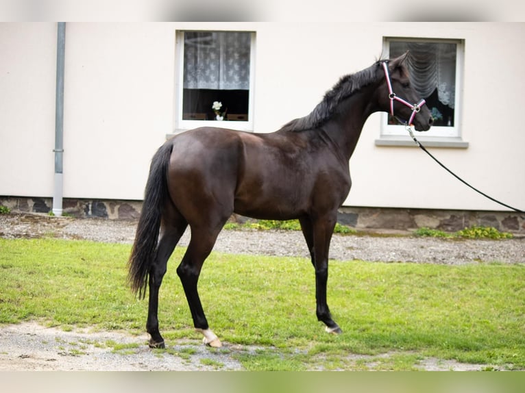 Mecklenburg Warmblood Mare 2 years 16,1 hh Smoky-Black in Mirow