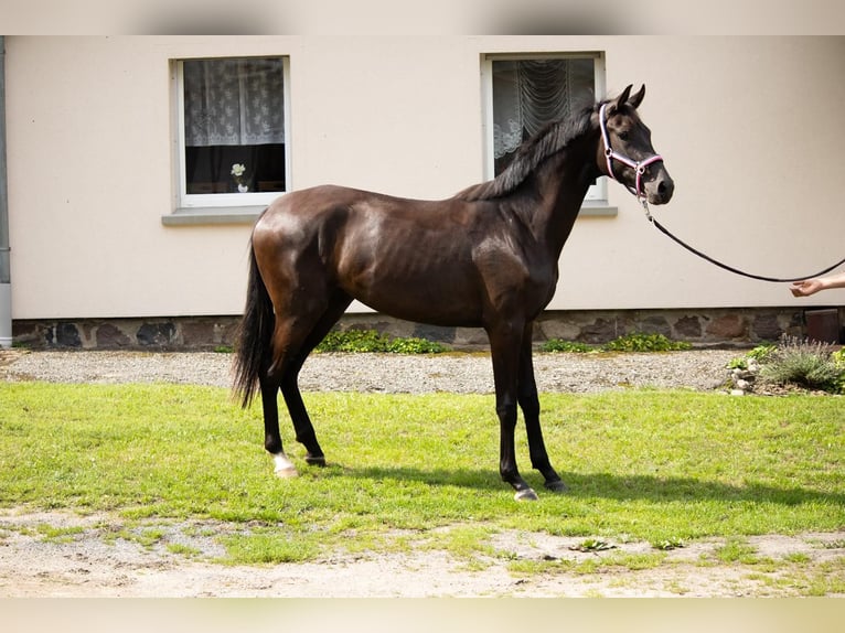Mecklenburg Warmblood Mare 2 years 16,1 hh Smoky-Black in Mirow