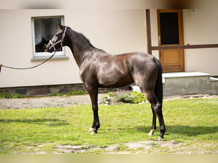 Mecklenburg Warmblood Mare 2 years 16,1 hh Smoky-Black in Mirow
