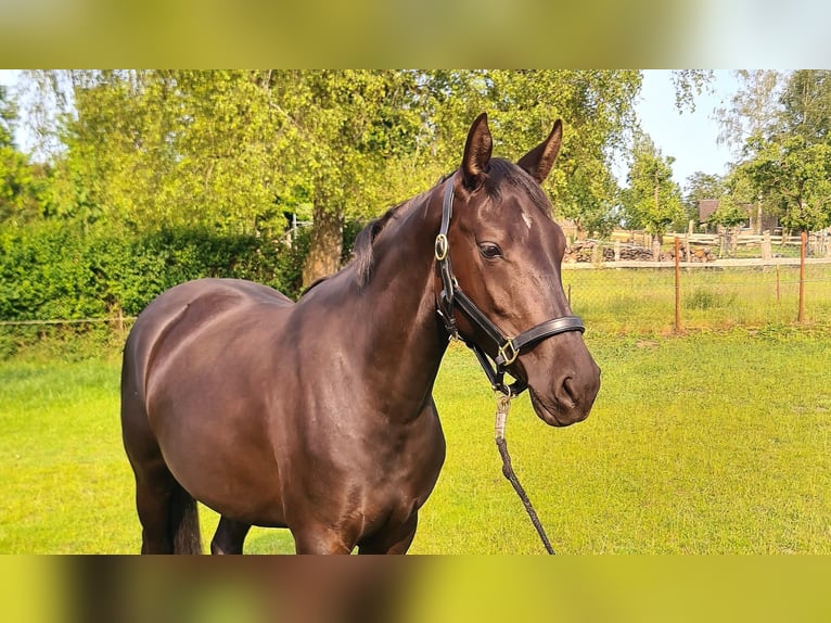 Mecklenburg Warmblood Mare 3 years 15,2 hh Bay-Dark in Richtenberg