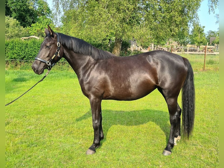 Mecklenburg Warmblood Mare 3 years 15,2 hh Bay-Dark in Richtenberg