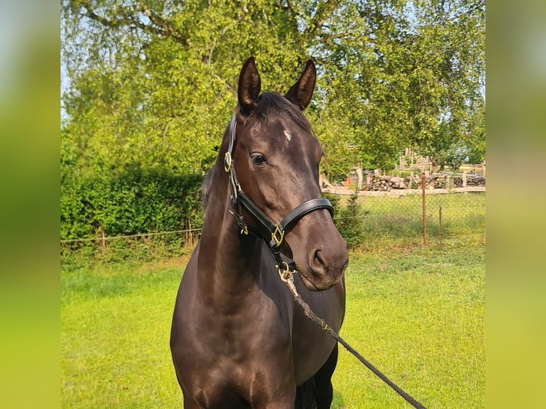 Mecklenburg Warmblood Mare 3 years 15,2 hh Bay-Dark in Richtenberg