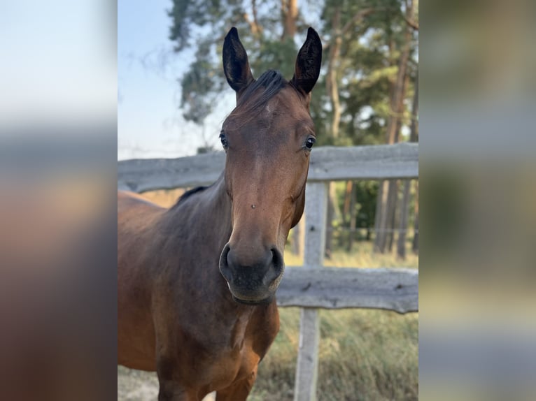 Mecklenburg Warmblood Mare 3 years 15,2 hh Brown in Polzow