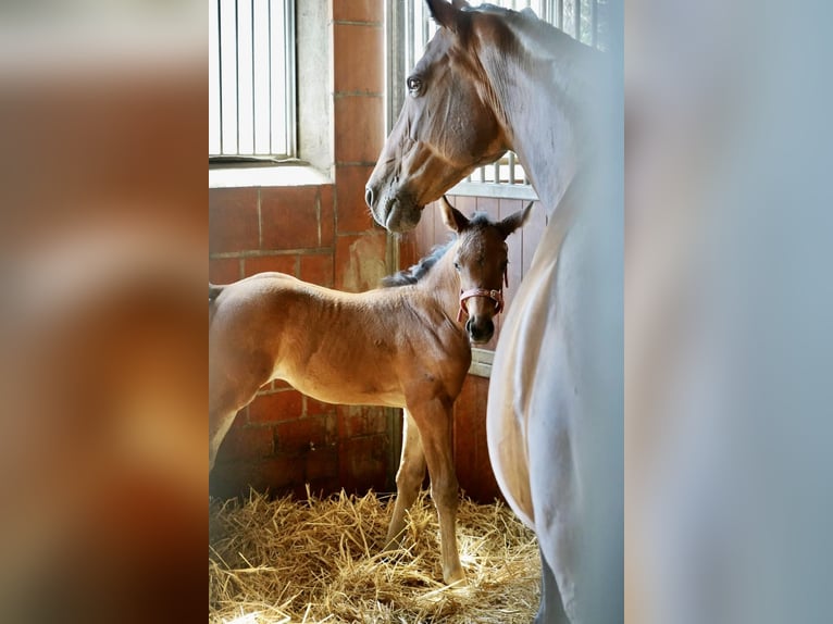 Mecklenburg Warmblood Mare 3 years 15,2 hh Brown in Polzow