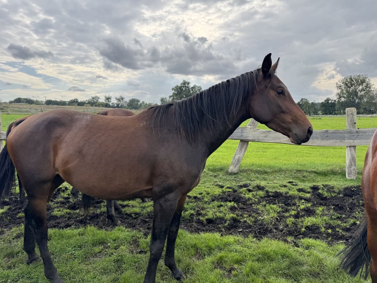 Mecklenburg Warmblood Mare 3 years 15,2 hh Brown in Polzow