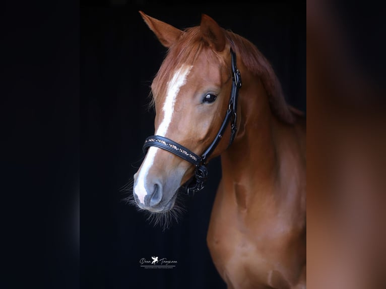 Mecklenburg Warmblood Mare 3 years 15,2 hh Chestnut-Red in Neuenkirchen-V&#xF6;rden