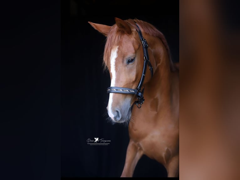 Mecklenburg Warmblood Mare 3 years 15,2 hh Chestnut-Red in Neuenkirchen-V&#xF6;rden