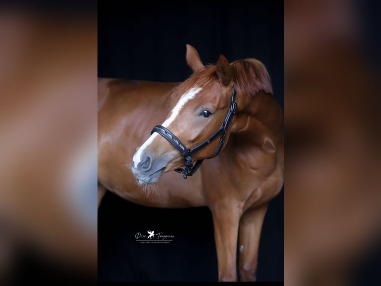 Mecklenburg Warmblood Mare 3 years 15,2 hh Chestnut-Red in Neuenkirchen-V&#xF6;rden