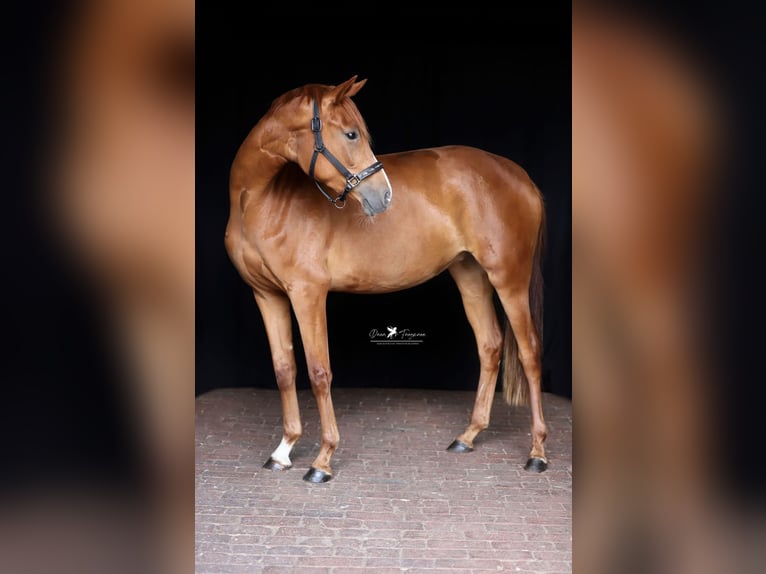Mecklenburg Warmblood Mare 3 years 15,2 hh Chestnut-Red in Neuenkirchen-V&#xF6;rden
