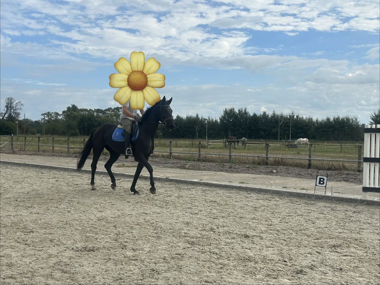 Mecklenburg Warmblood Mare 3 years 16.1 hh Black in Brahlstorf