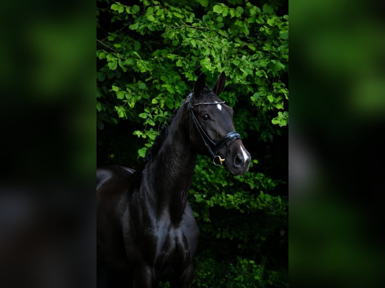 Mecklenburg Warmblood Mare 3 years 16.2 hh Smoky-Black in Reinfeld