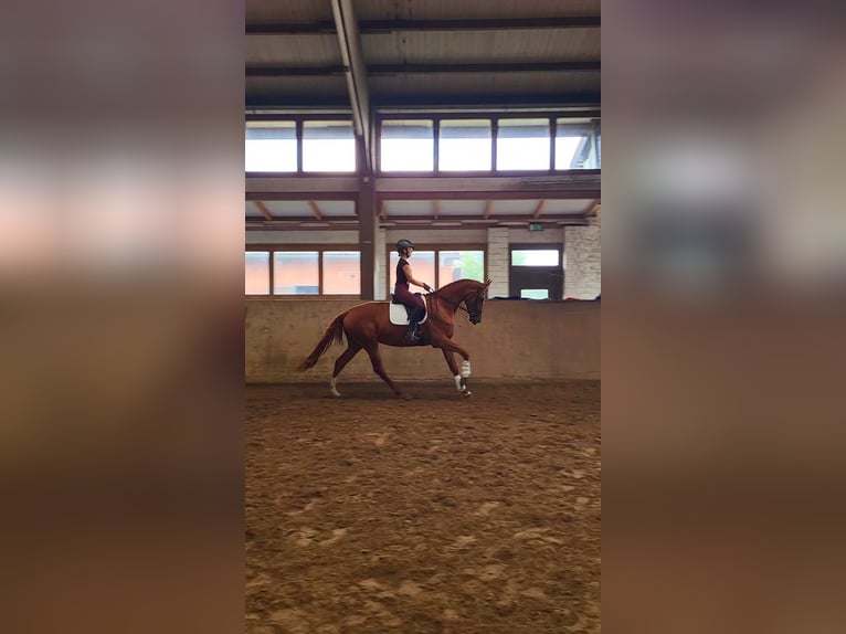 Mecklenburg Warmblood Mare 3 years 16,3 hh Chestnut-Red in Rostock