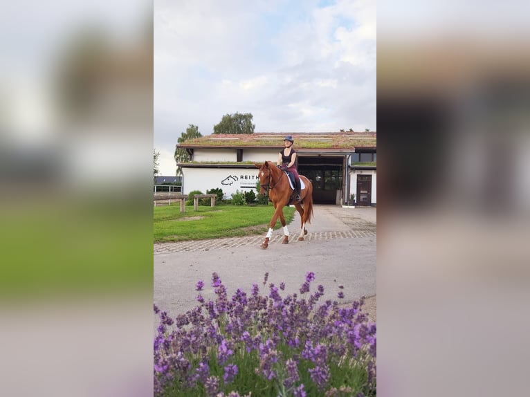 Mecklenburg Warmblood Mare 3 years 16,3 hh Chestnut-Red in Rostock