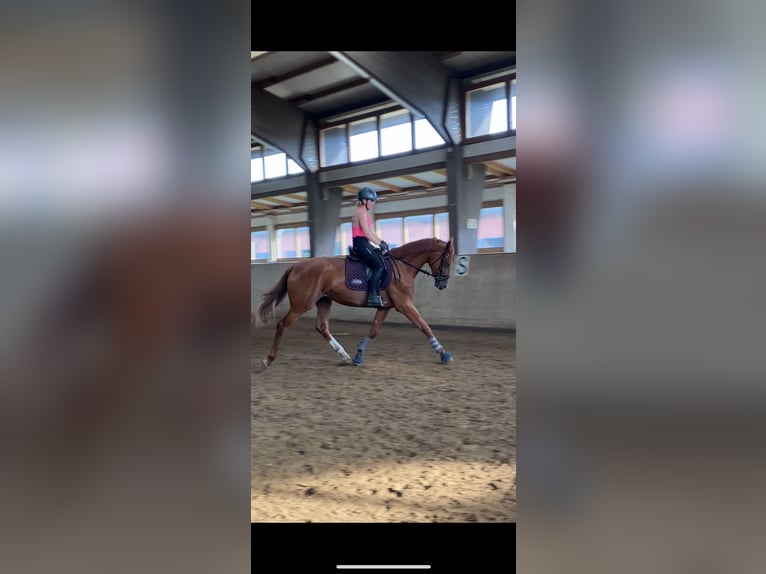 Mecklenburg Warmblood Mare 3 years 16,3 hh Chestnut-Red in Rostock