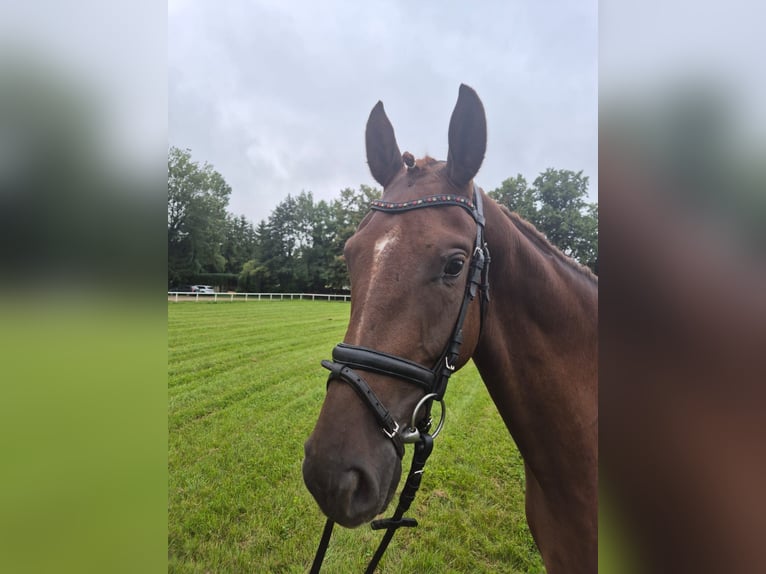 Mecklenburg Warmblood Mare 3 years 16 hh Chestnut in G&#xFC;strow