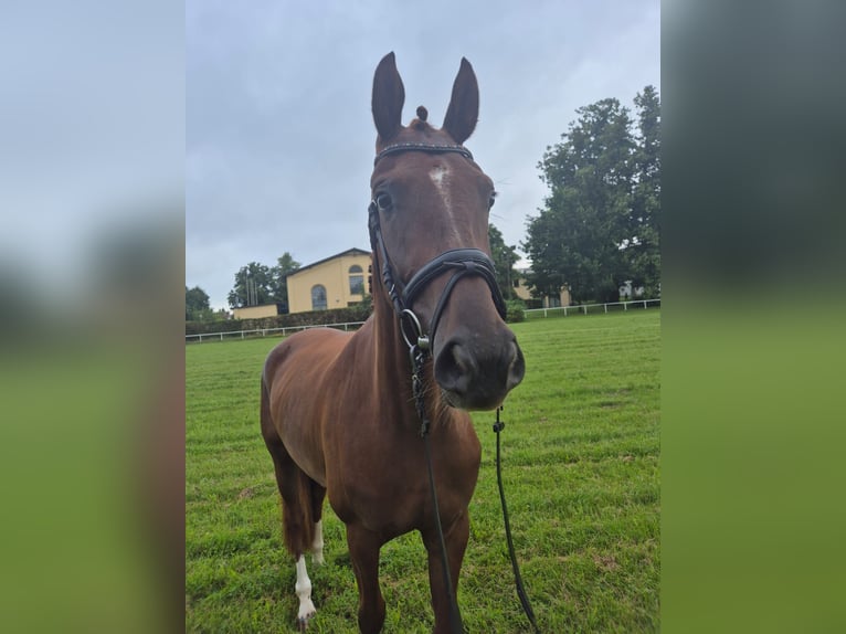 Mecklenburg Warmblood Mare 3 years 16 hh Chestnut in G&#xFC;strow