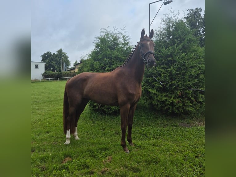 Mecklenburg Warmblood Mare 3 years 16 hh Chestnut in G&#xFC;strow