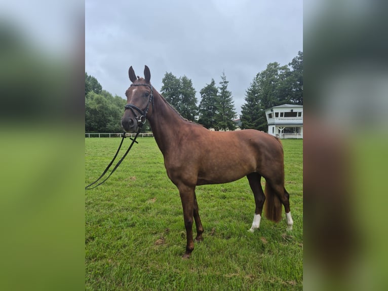 Mecklenburg Warmblood Mare 3 years 16 hh Chestnut in G&#xFC;strow
