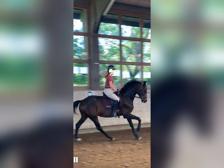 Mecklenburg Warmblood Mare 3 years 16,2 hh Brown in Rostock Mecklenburg Warmblood Mare 3 years 16,2 hh Brown in Rostock