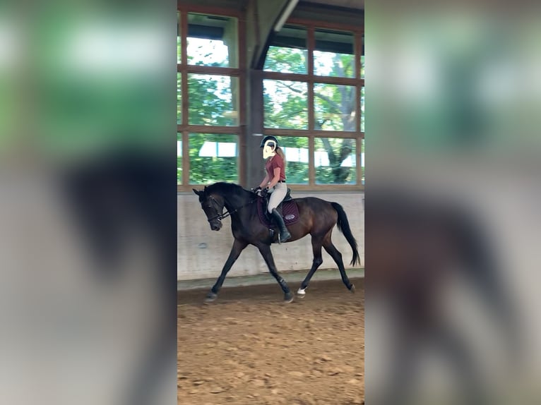 Mecklenburg Warmblood Mare 3 years 16,2 hh Brown in Rostock Mecklenburg Warmblood Mare 3 years 16,2 hh Brown in Rostock