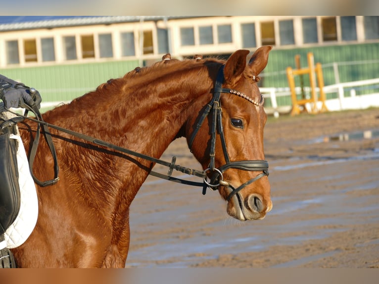Mecklenburg Warmblood Mare 4 years 15.2 hh Chestnut-Red in Ganschow