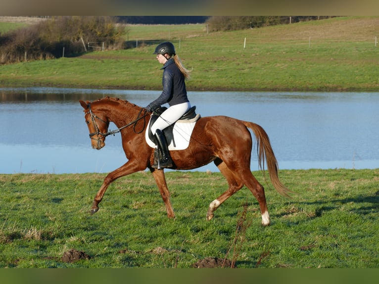 Mecklenburg Warmblood Mare 4 years 15.2 hh Chestnut-Red in Ganschow