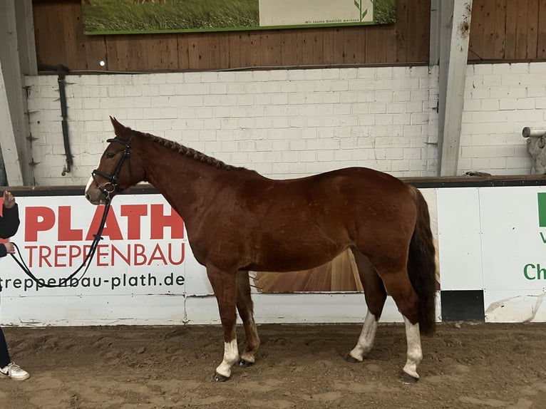 Mecklenburg Warmblood Mare 4 years 15,3 hh Chestnut-Red in Insel Poel