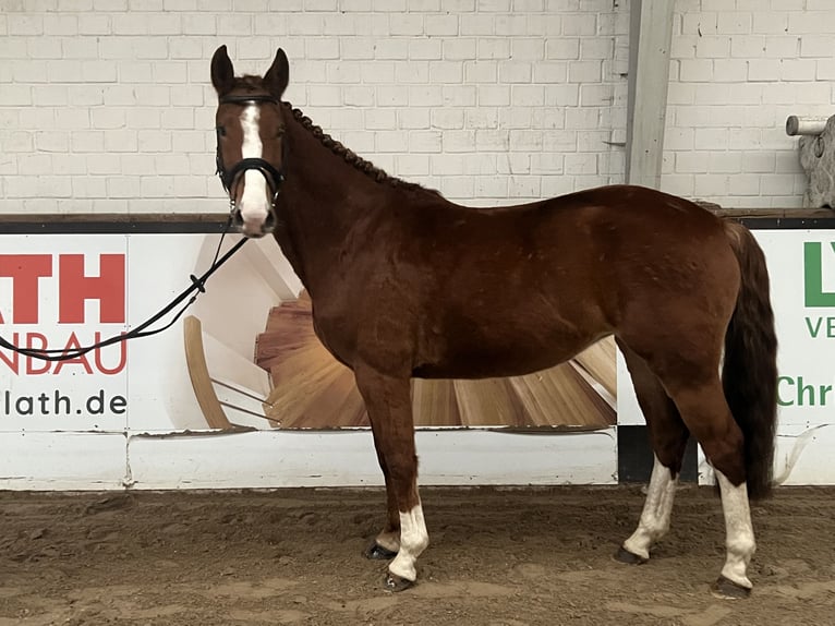 Mecklenburg Warmblood Mare 4 years 15,3 hh Chestnut-Red in Insel Poel