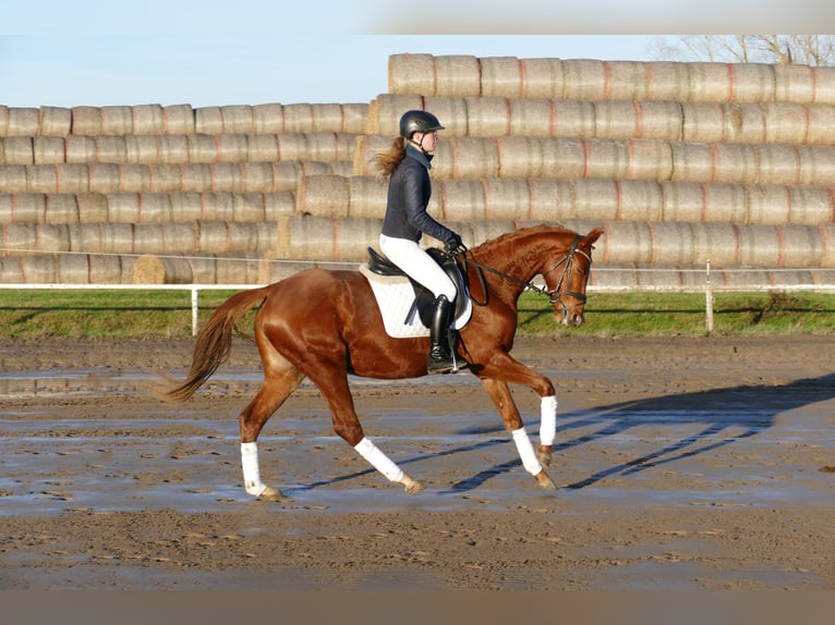 Mecklenburg Warmblood Mare 4 years 15,2 hh Chestnut-Red in Ganschow