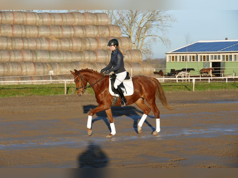 Mecklenburg Warmblood Mare 4 years 15,2 hh Chestnut-Red in Ganschow