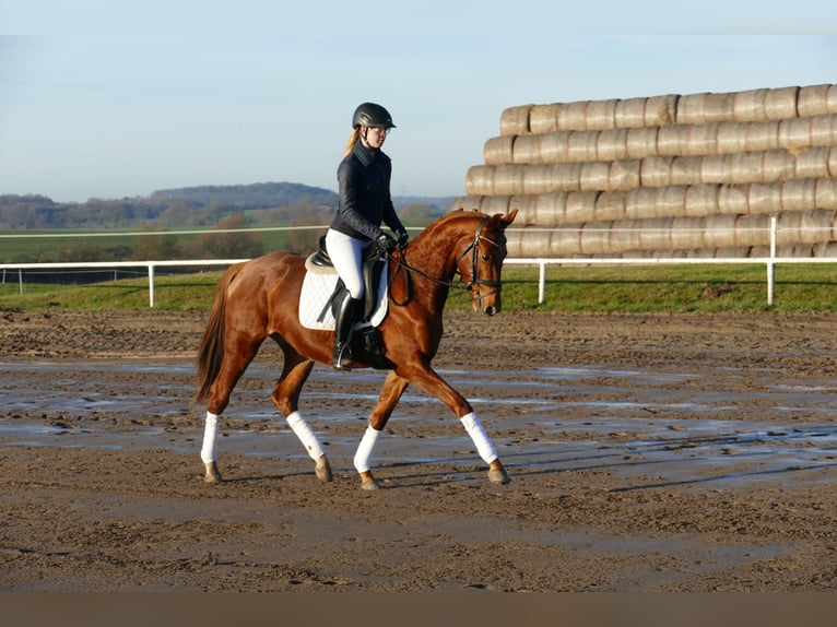 Mecklenburg Warmblood Mare 4 years 15,2 hh Chestnut-Red in Ganschow