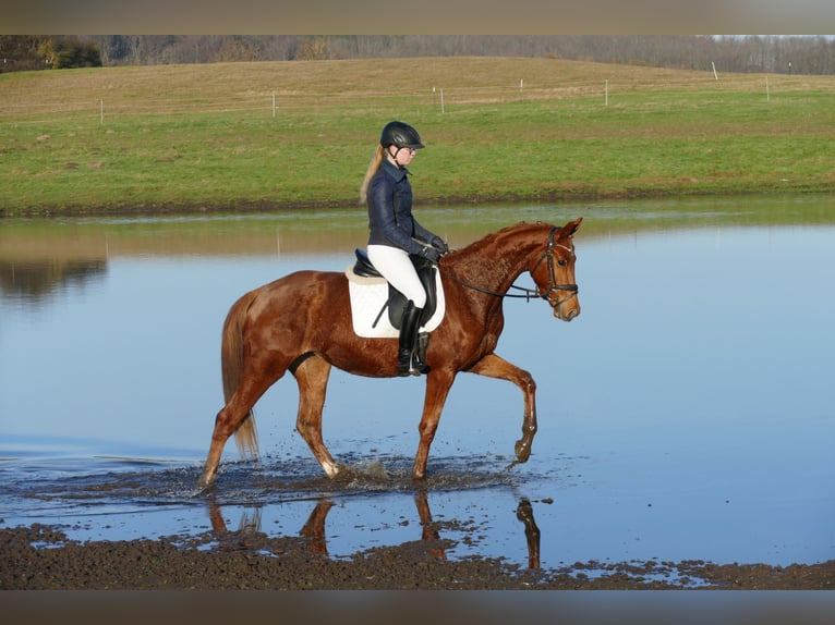Mecklenburg Warmblood Mare 4 years 15,2 hh Chestnut-Red in Ganschow