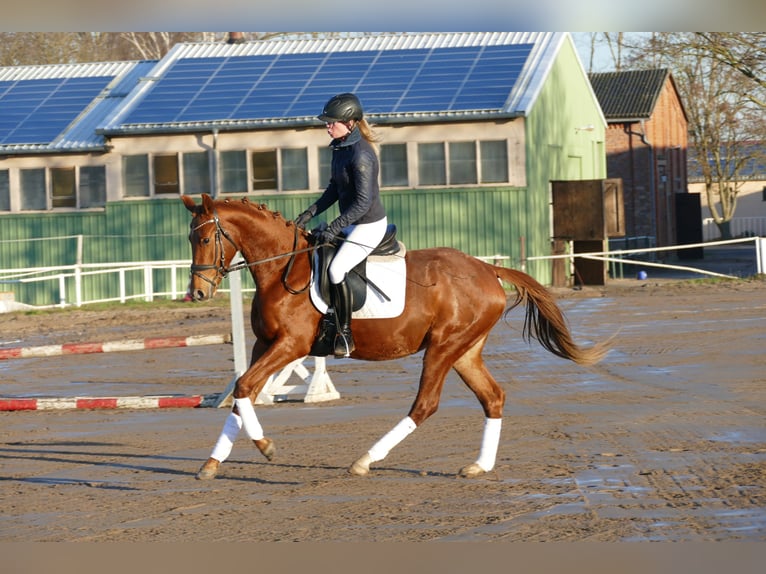 Mecklenburg Warmblood Mare 4 years 15,2 hh Chestnut-Red in Ganschow