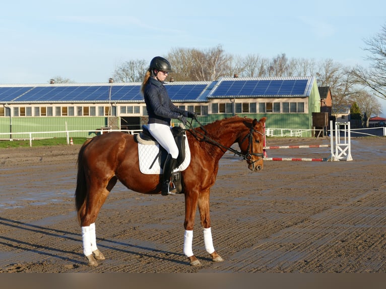Mecklenburg Warmblood Mare 4 years 15,2 hh Chestnut-Red in Ganschow